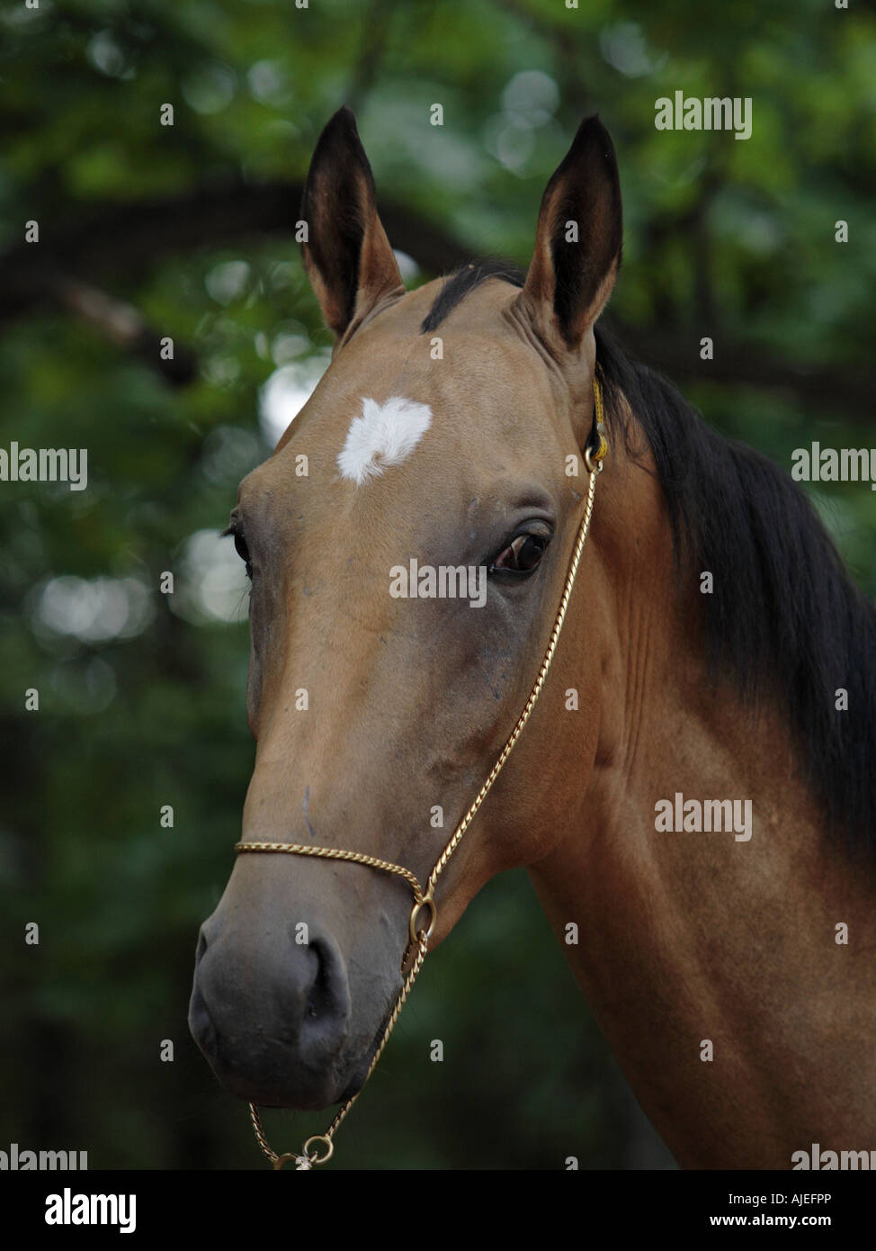 L'Akhal-Teke horse Banque D'Images