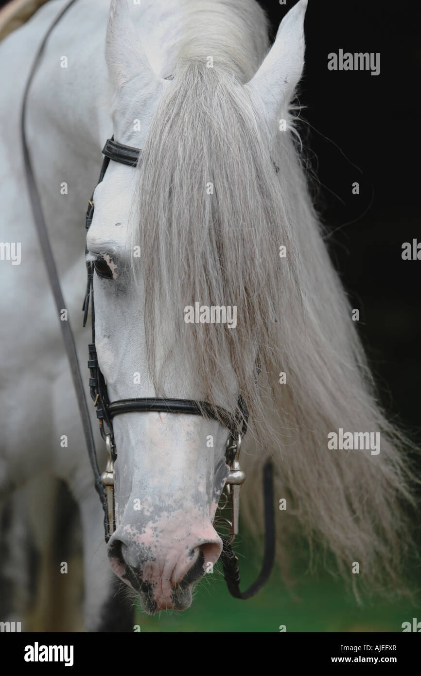 Portrait du cheval gris Banque D'Images