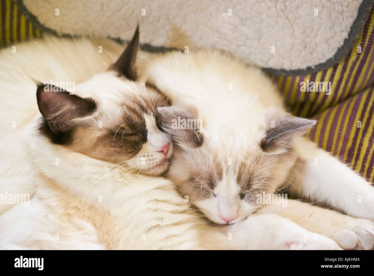 Chaton Male Ragdoll Bicolore Bleu Et Seal Bicolor Chaton Femelle L Age De Six Mois En Angleterre Uk Ue Photo Stock Alamy