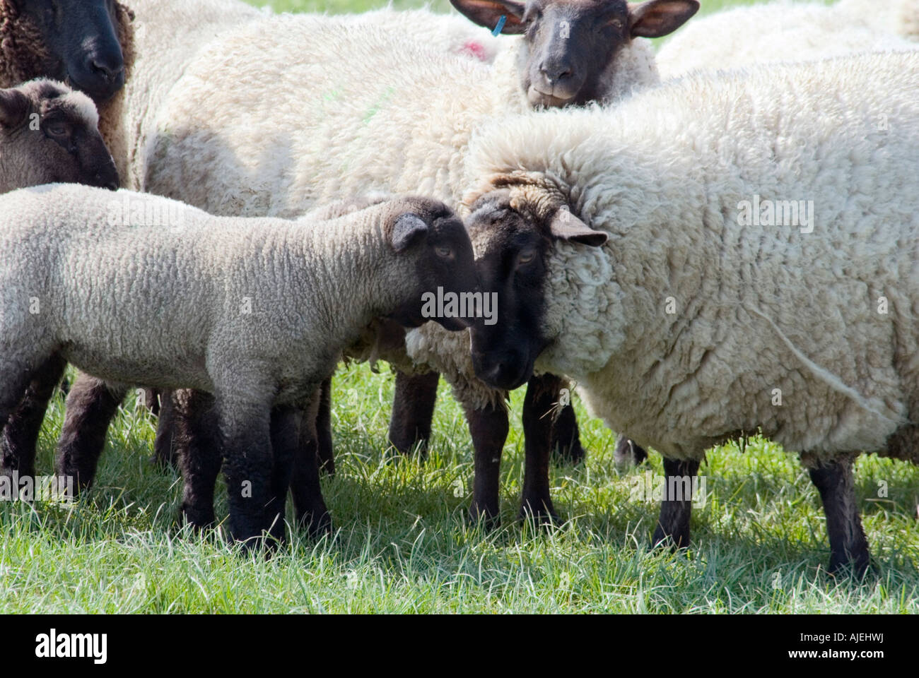 Troupeau de moutons d'élevage d'Agneaux Banque D'Images