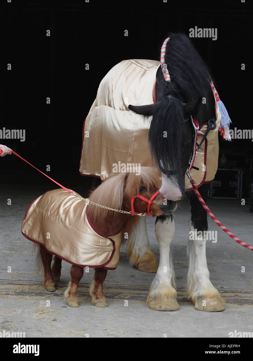 Deux chevaux. Mini et Shire Banque D'Images