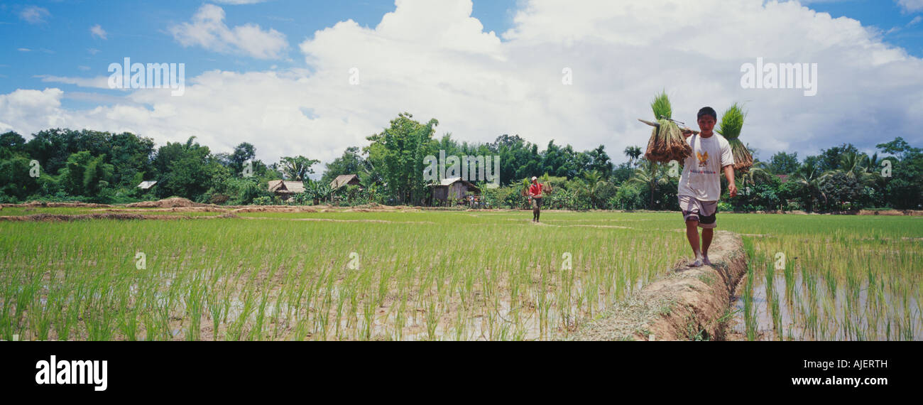 Homme portant des plants de riz Banque de photographies et d’images à ...