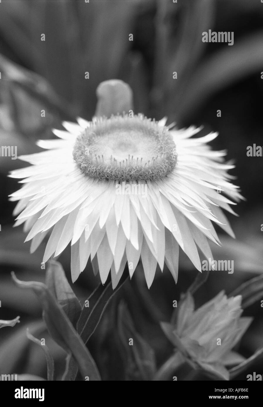 Xerochrysum bracteatum Coco dans le jardin du château de Sissinghurst garden Kent Banque D'Images