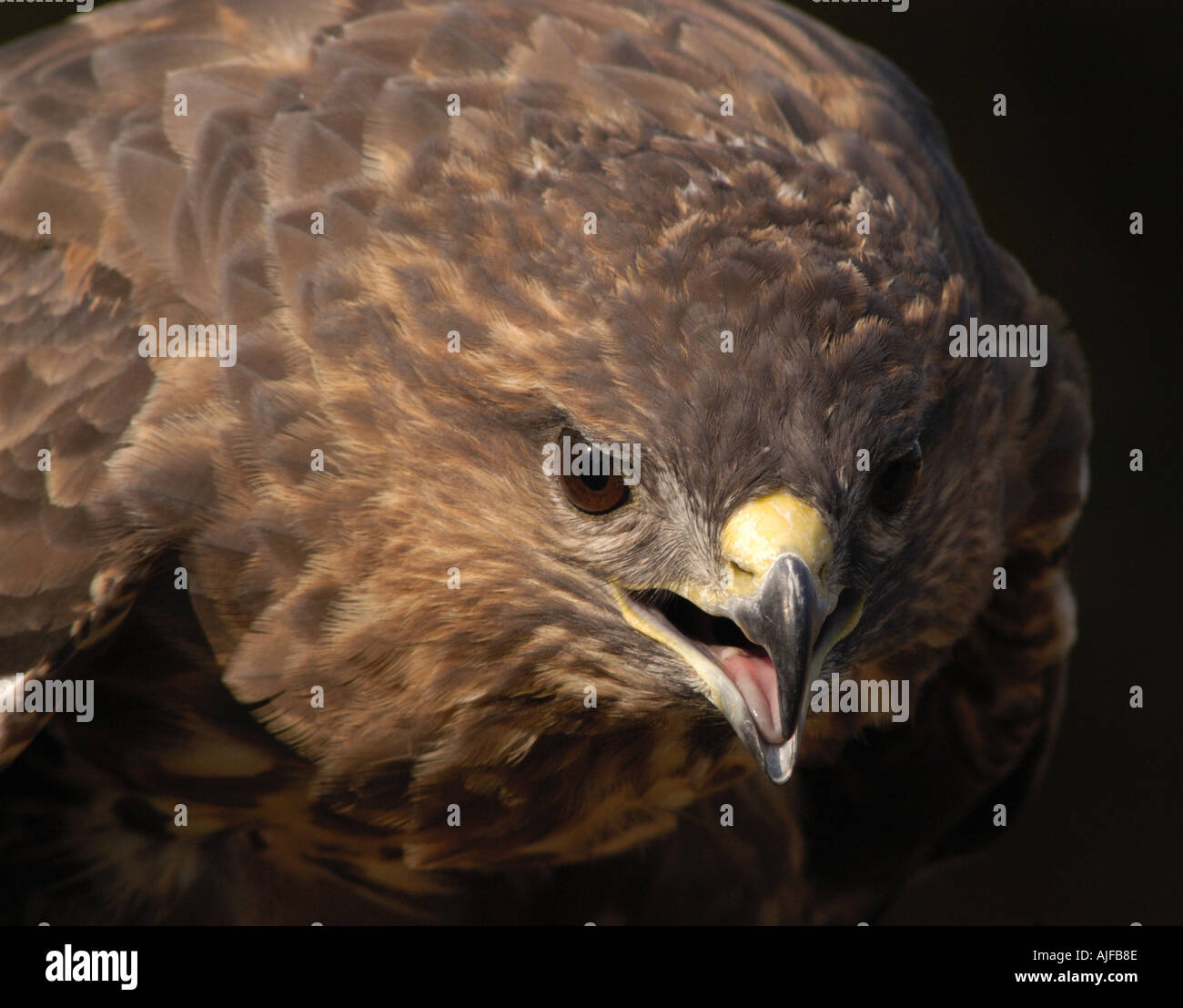 Eurasian Buzzard Buteo buteo Banque D'Images
