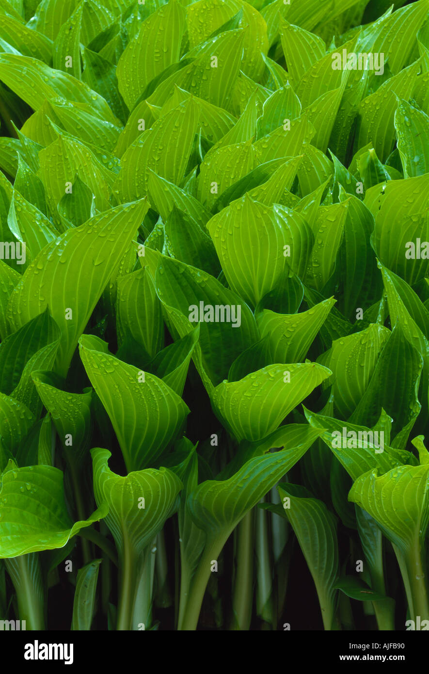 Vue rapprochée de la plante Hosta undulata erromena développe à Lanhydrock Cornwall National Trust Banque D'Images