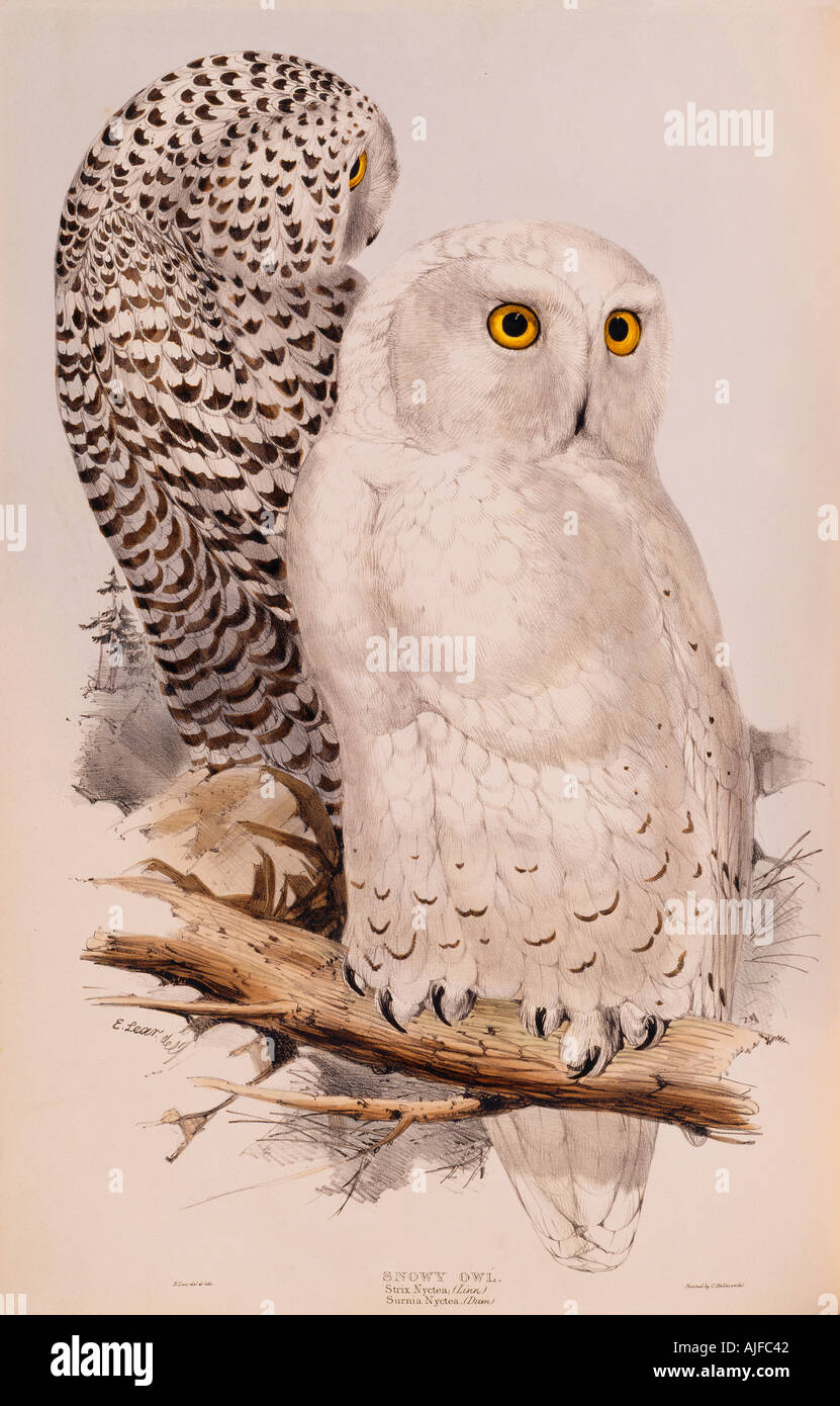 Les OISEAUX DE L'EUROPE Snowy Owl Strix Nyetea Nyetea Surnia illustration est par Edward Lear au 19e siècle livre de John Gould Banque D'Images