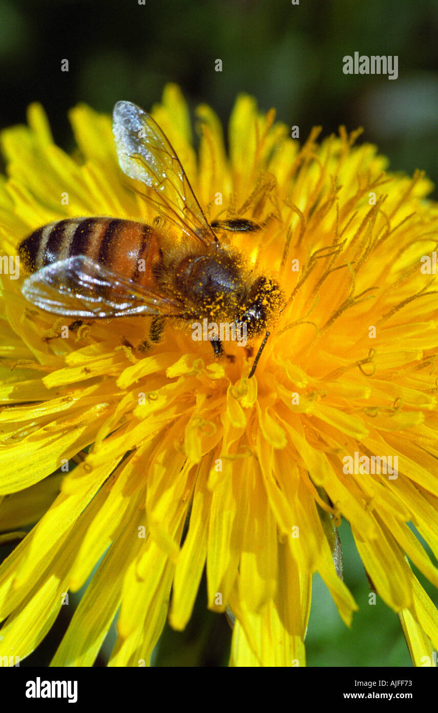 Abeille sur fleur de pissenlit Banque D'Images