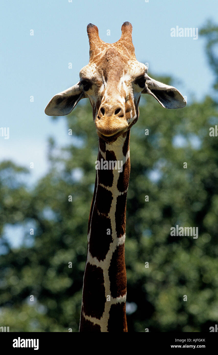 Girafe Banque D'Images
