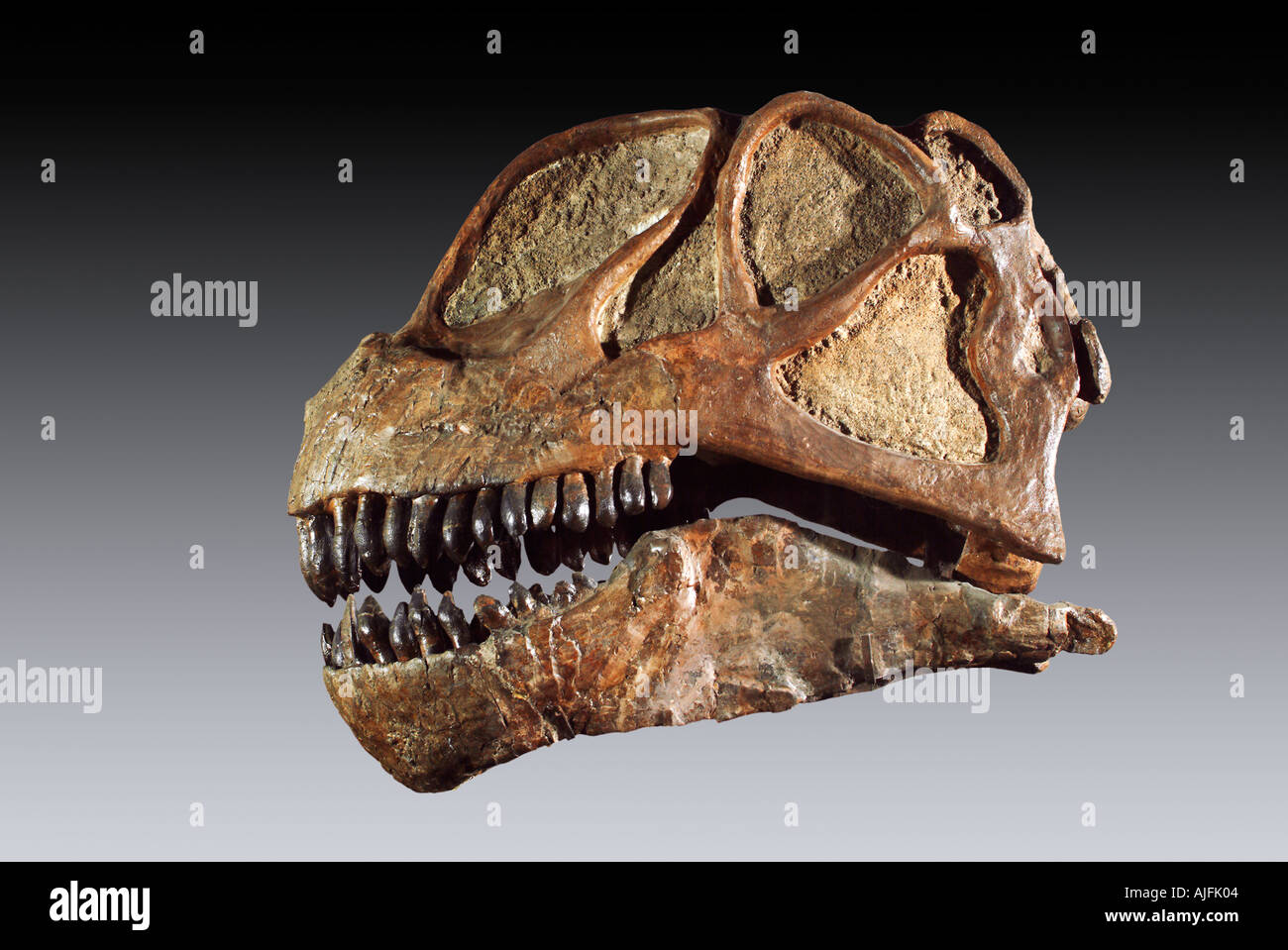 Les sauropodes fossiles crâne Camarasaurus Late Jurassic Dinosaur National Monument Utah Banque D'Images