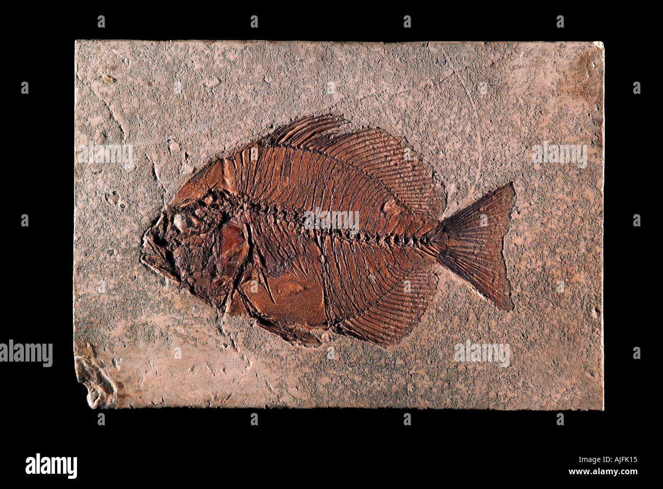 Archaephippus asper éocène moyen poissons fossiles calcaires lithographiques Monte Bolca Italie Banque D'Images