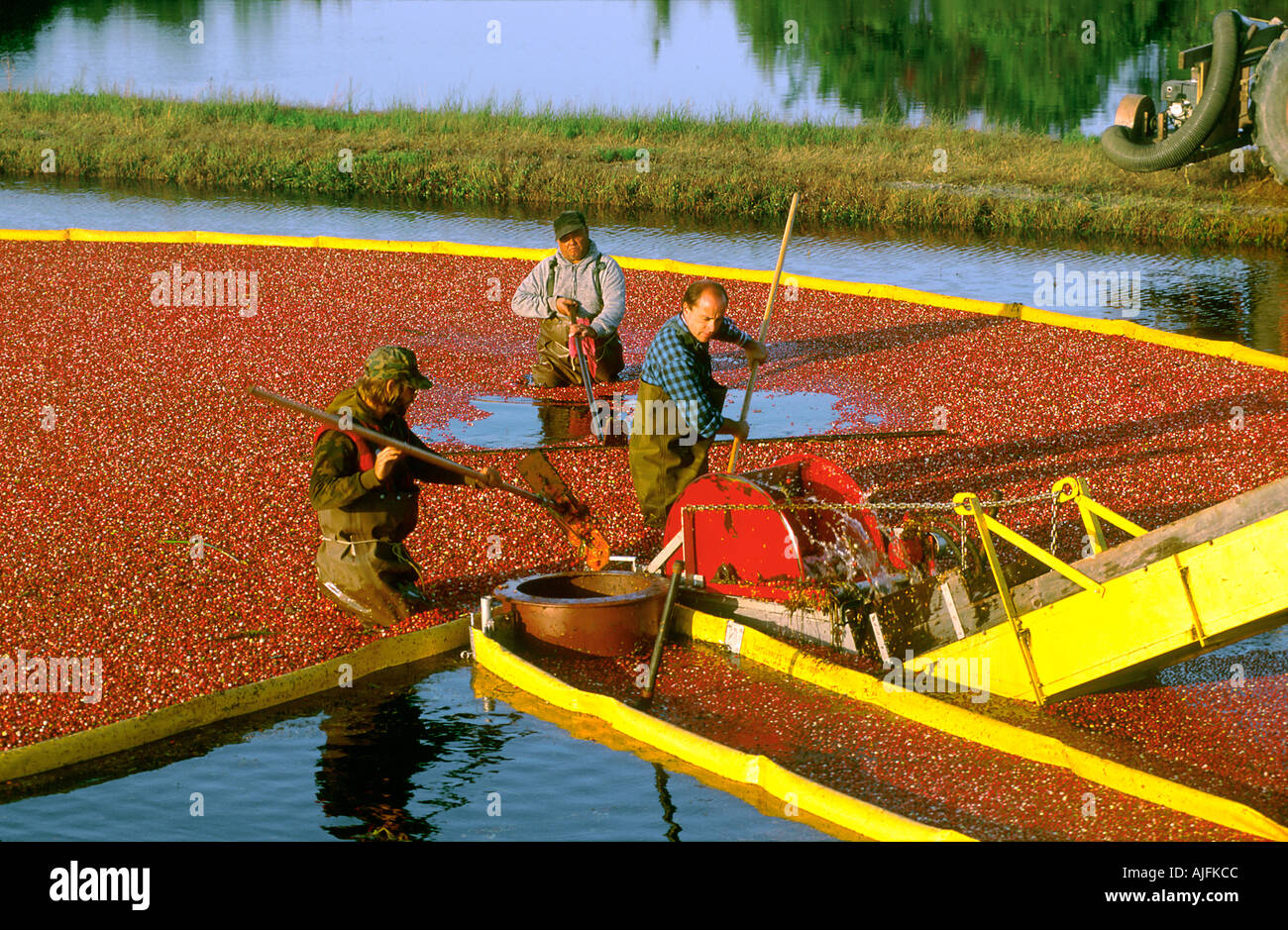 Cranberry Bogs New Jersey Banque D'Images