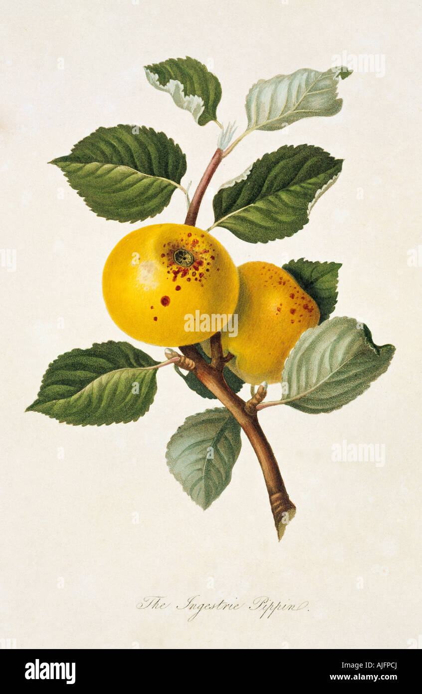 Ingestrie jaune Apple Pippin Banque D'Images