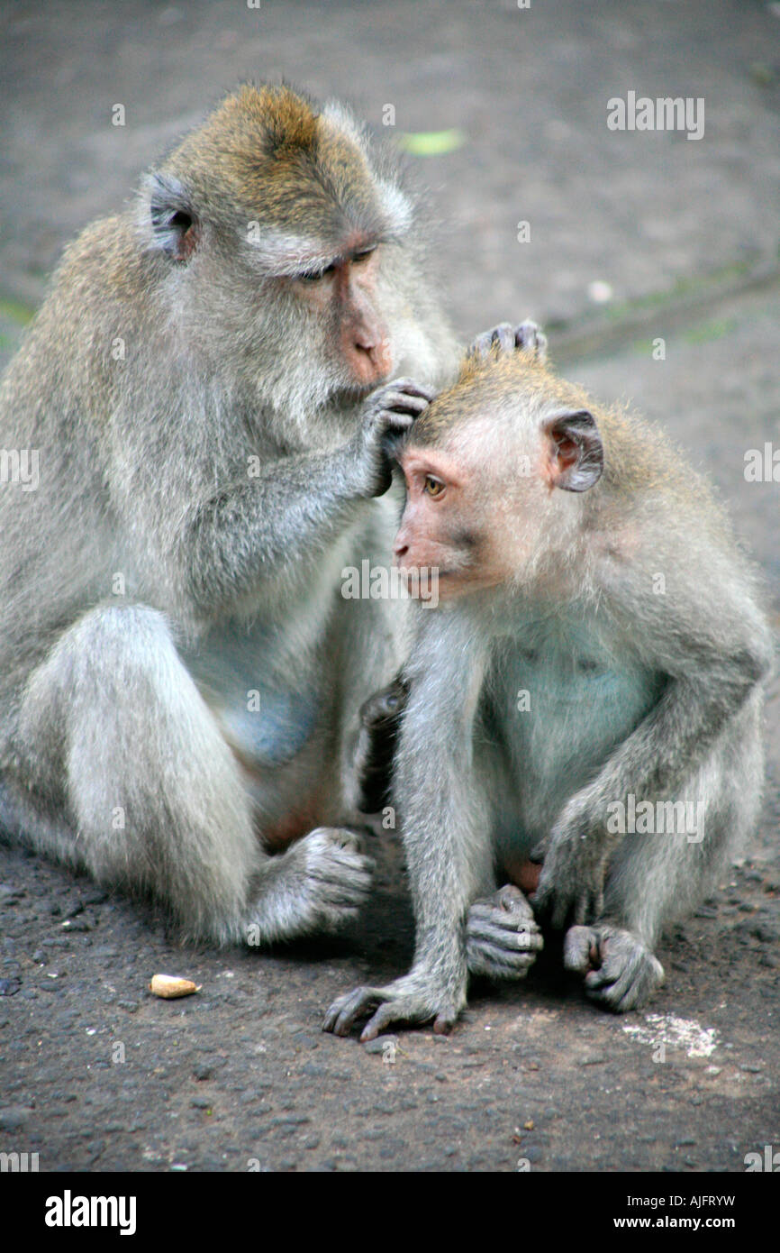 La forêt des singes à Ubud, Bali, Indonésie Banque D'Images