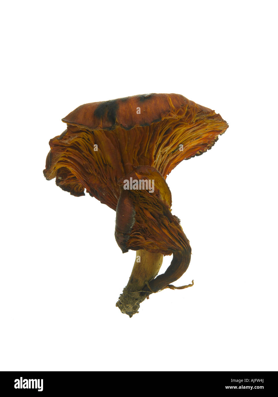 Jack O Lantern Mushroom Omphalotus olearius Banque D'Images