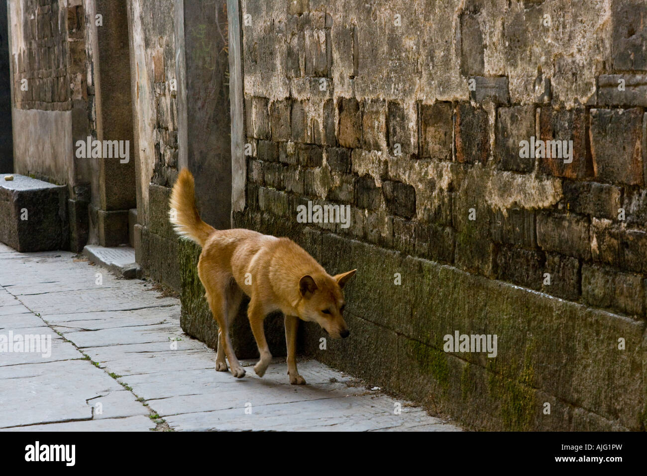 Promenade de chiens le long d'une allée tranquille Likeng Wuyuan County Chine Banque D'Images