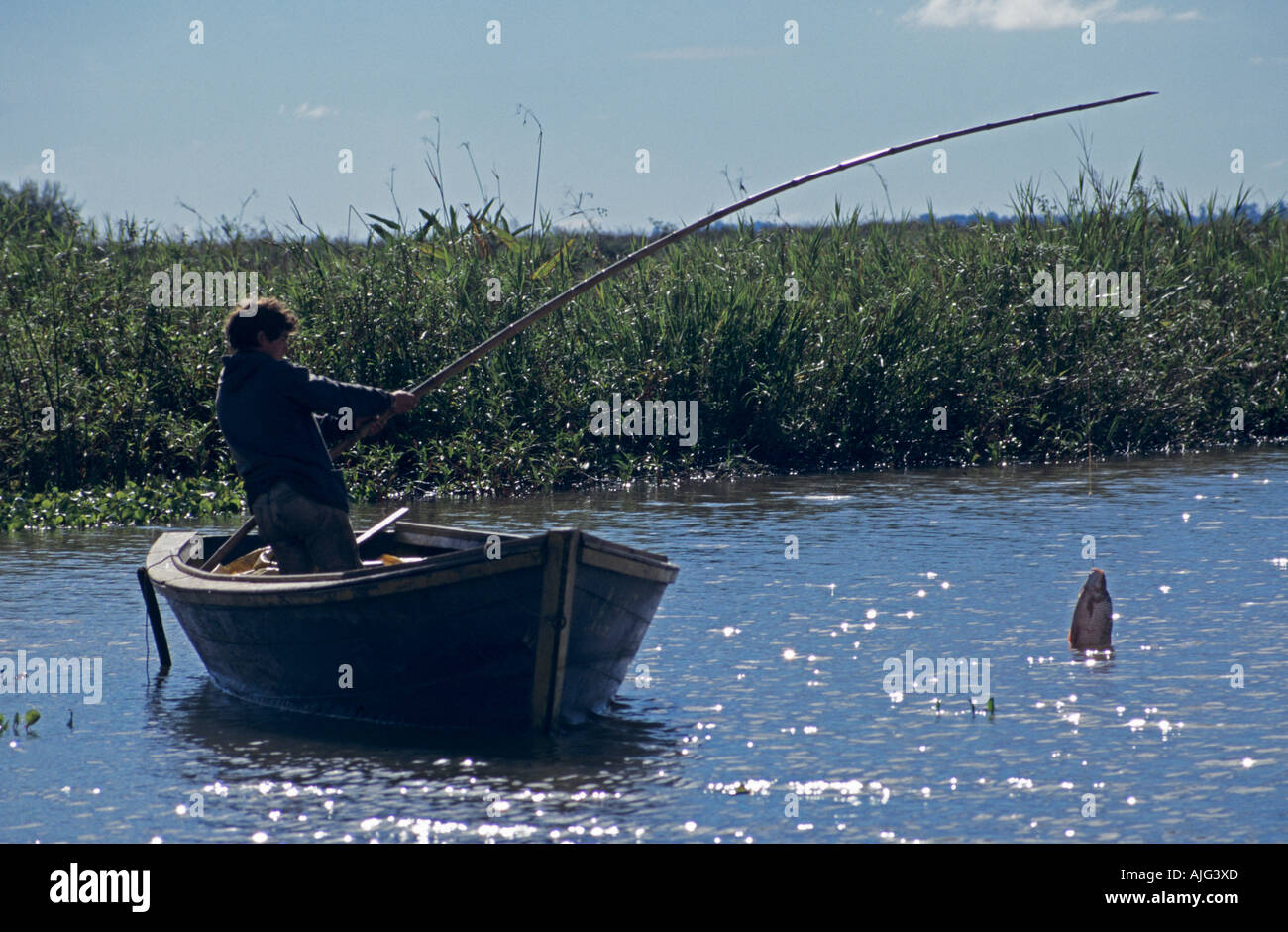 Pecheur En Barque La Capture De Poissons Sur Tige En River Pirana Pres De Rosario Argentine Photo Stock Alamy