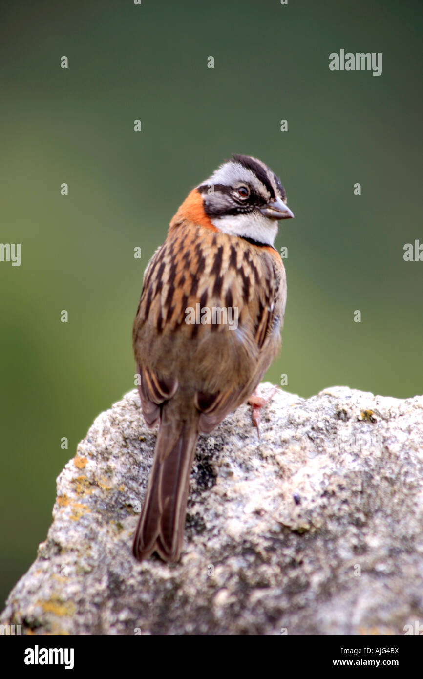 À col roux ( sparrow Zonotrichia capensis ) Plaza Principal site du patrimoine mondial de l'Andes Pérou Machu Picchu Amérique du Sud Banque D'Images