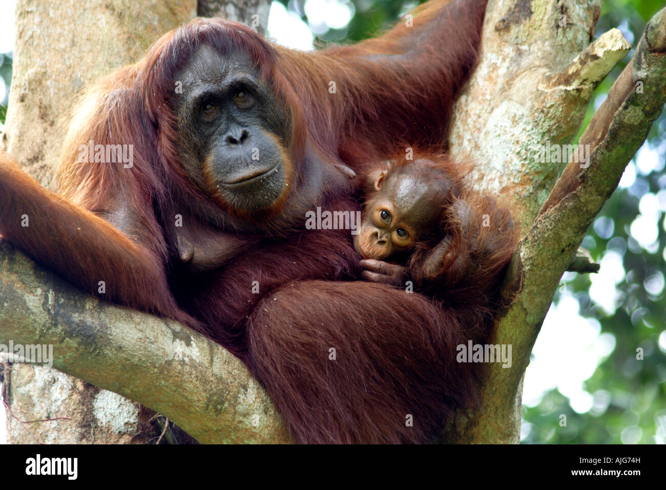 Orang-outan et son bébé à l'état sauvage à Semenggoh Wildlife Rehabilitation Centre, Kuching, Sarawak, Bornéo, Malaisie Banque D'Images