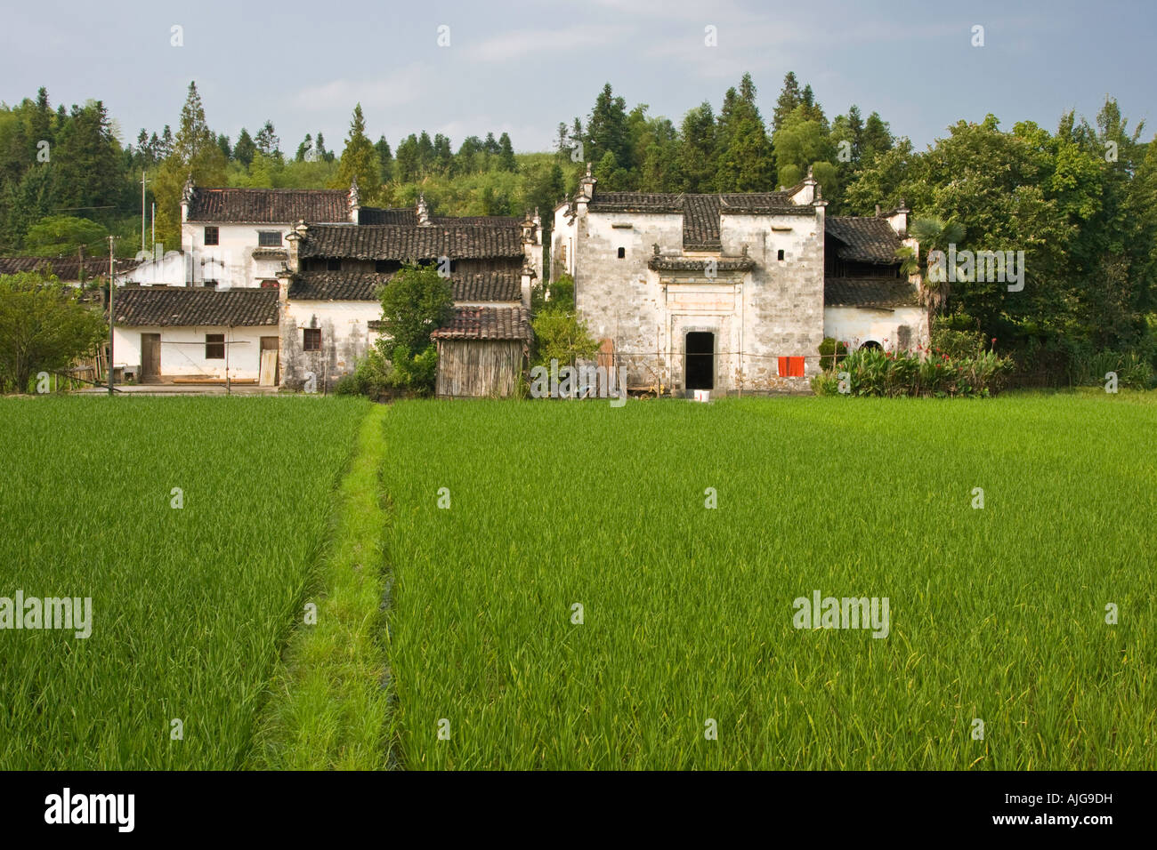Champ de riz et Sixiyuan Village Wuyuan County La Province Chine Banque D'Images
