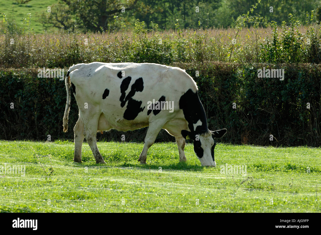 La vache Holstein Friesian pâturage sur l'herbe courte de fils d'araignées argent de gaze Banque D'Images