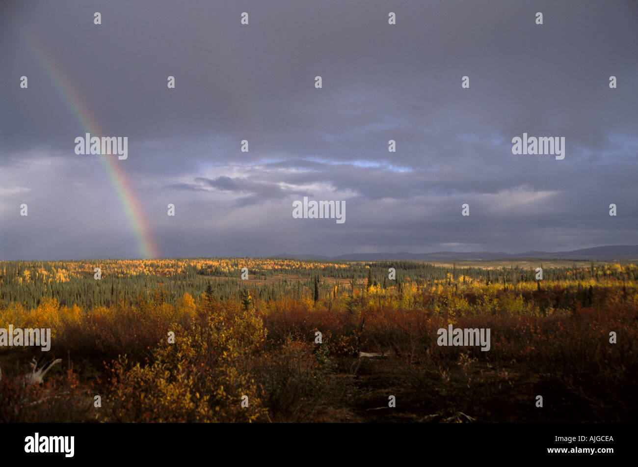 La forêt boréale dans l'automne avec l'extrême gauche arc-en-ciel Grand Kobuk sanddunes Kobuk Valley National Park Alaska Banque D'Images