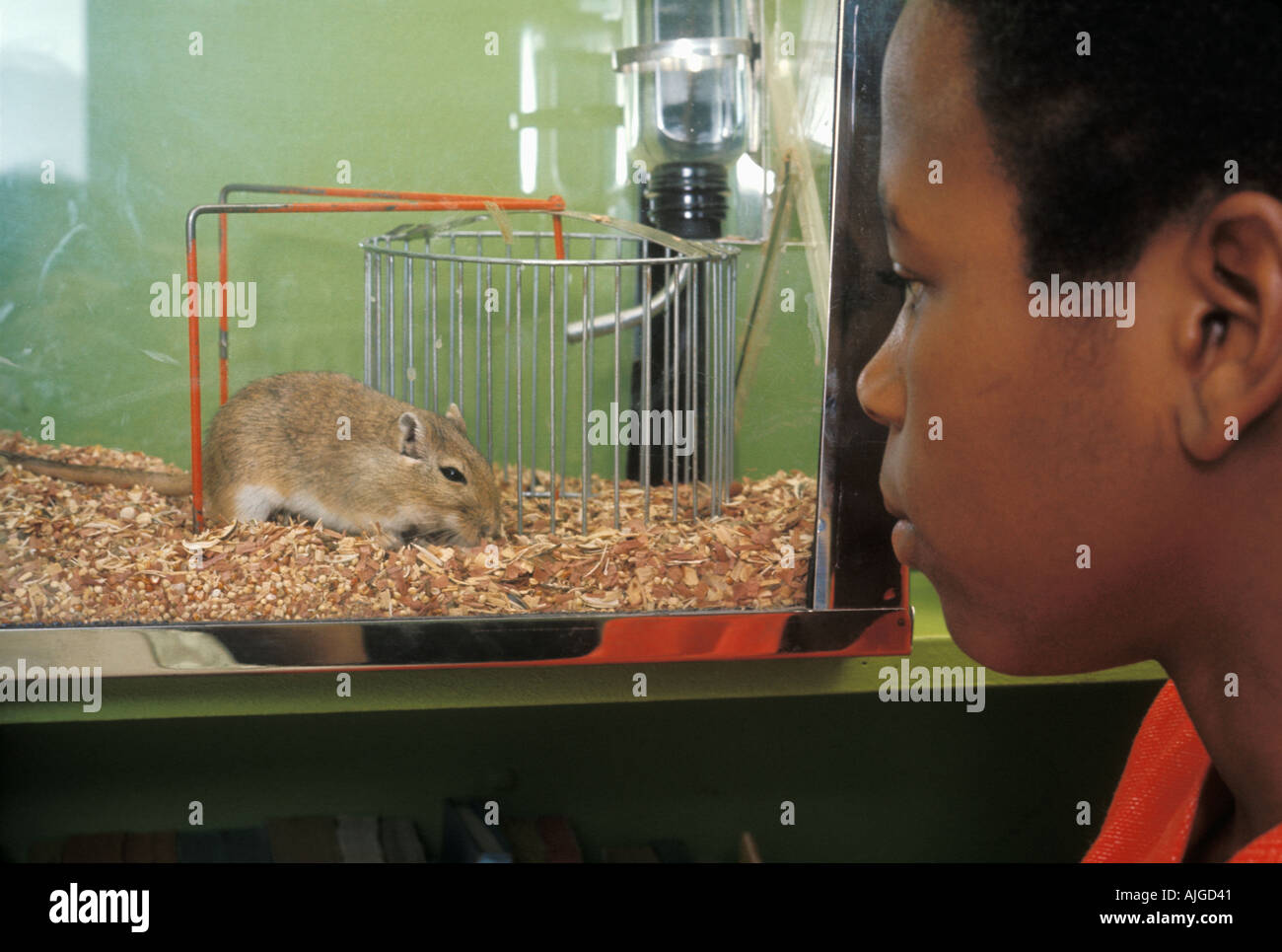 African American male student regardant en cage gerbille Banque D'Images