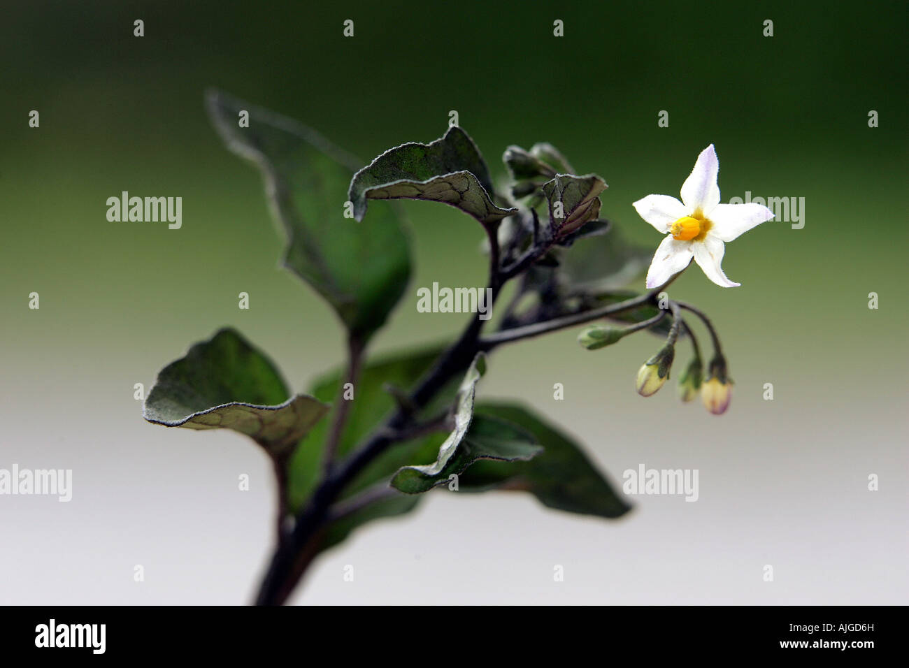 La morelle noire et fleur tige Solanum nigrum Banque D'Images