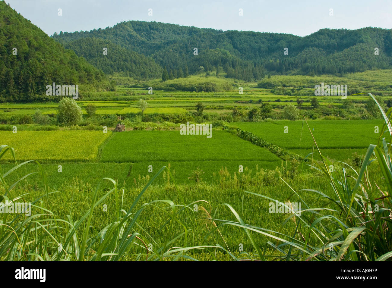 Les rizières et les collines du Comté de Wuyuan Likeng Chine Banque D'Images