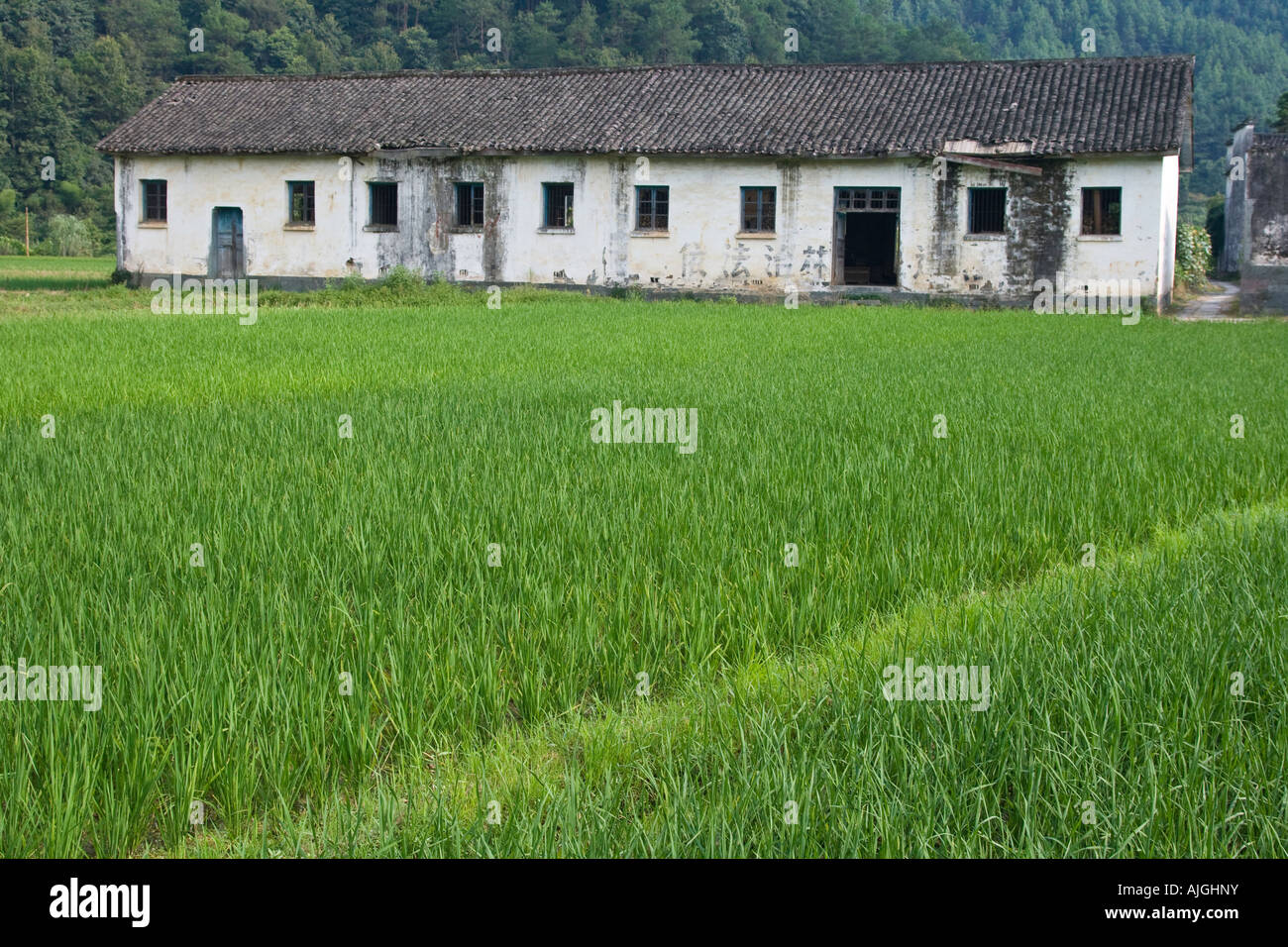Champ de riz et Sixiyuan Village Wuyuan County La Province Chine Banque D'Images
