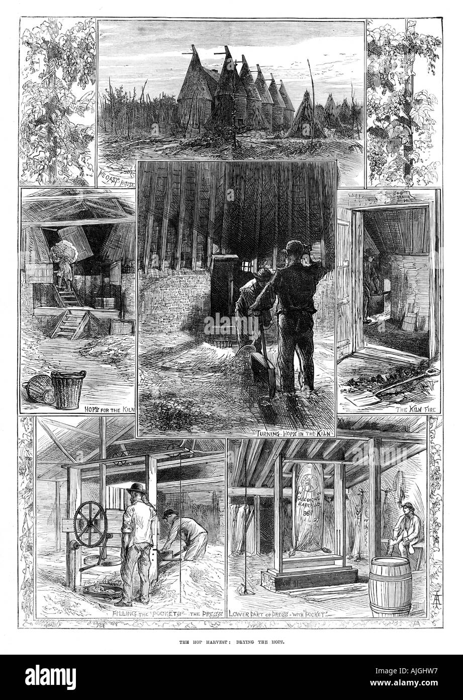La récolte 1874 Hop Hop gravure victorienne de la récolte et le séchage Banque D'Images