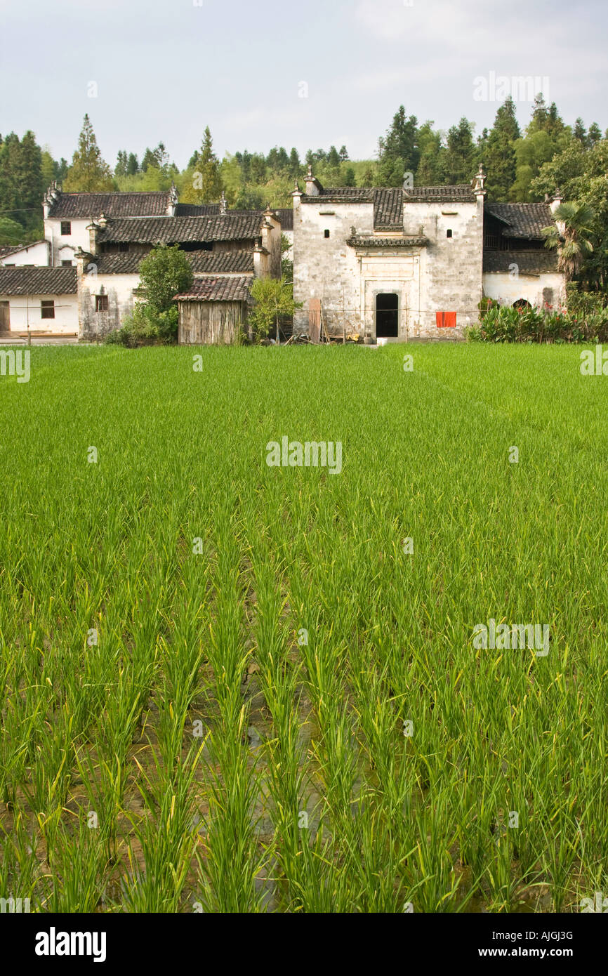 Champ de riz et Sixiyuan Village Wuyuan County La Province Chine Banque D'Images