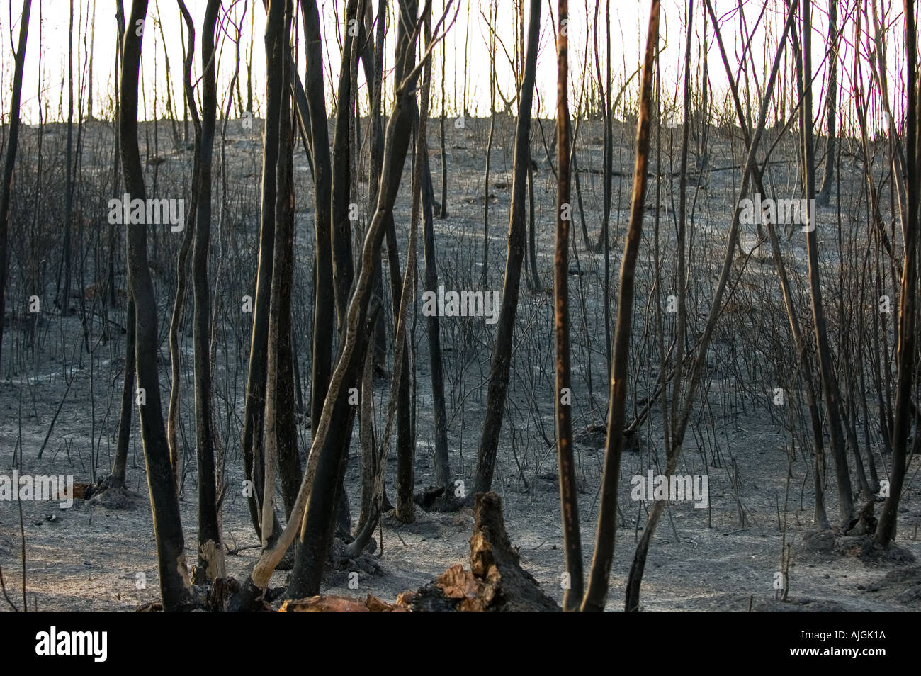 Rio Tinto feu de forêt l'été 2004 Huelva et Séville Espagne provinces Banque D'Images