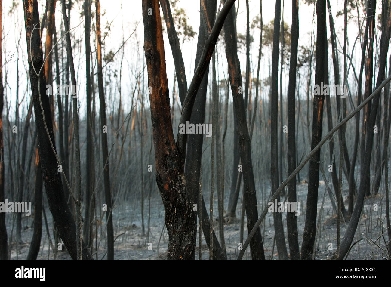 Rio Tinto feu de forêt l'été 2004 Huelva et Séville Espagne pronvinces Banque D'Images