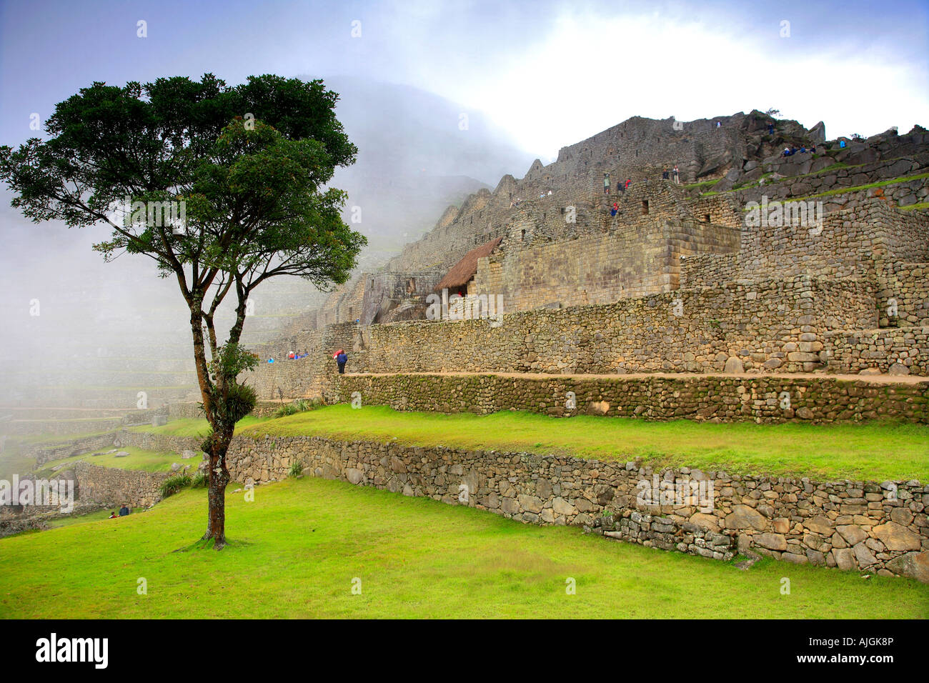 Arbre dans la brume du matin de secteur urbain du site du patrimoine mondial de l'Andes Pérou Machu Picchu Amérique du Sud Banque D'Images