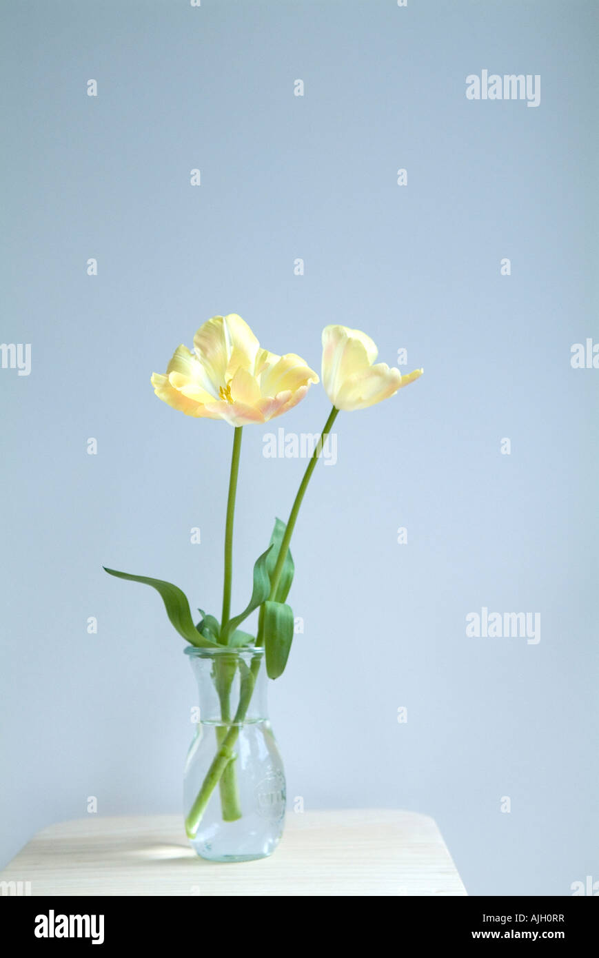 Tulipes dans un vase Banque D'Images
