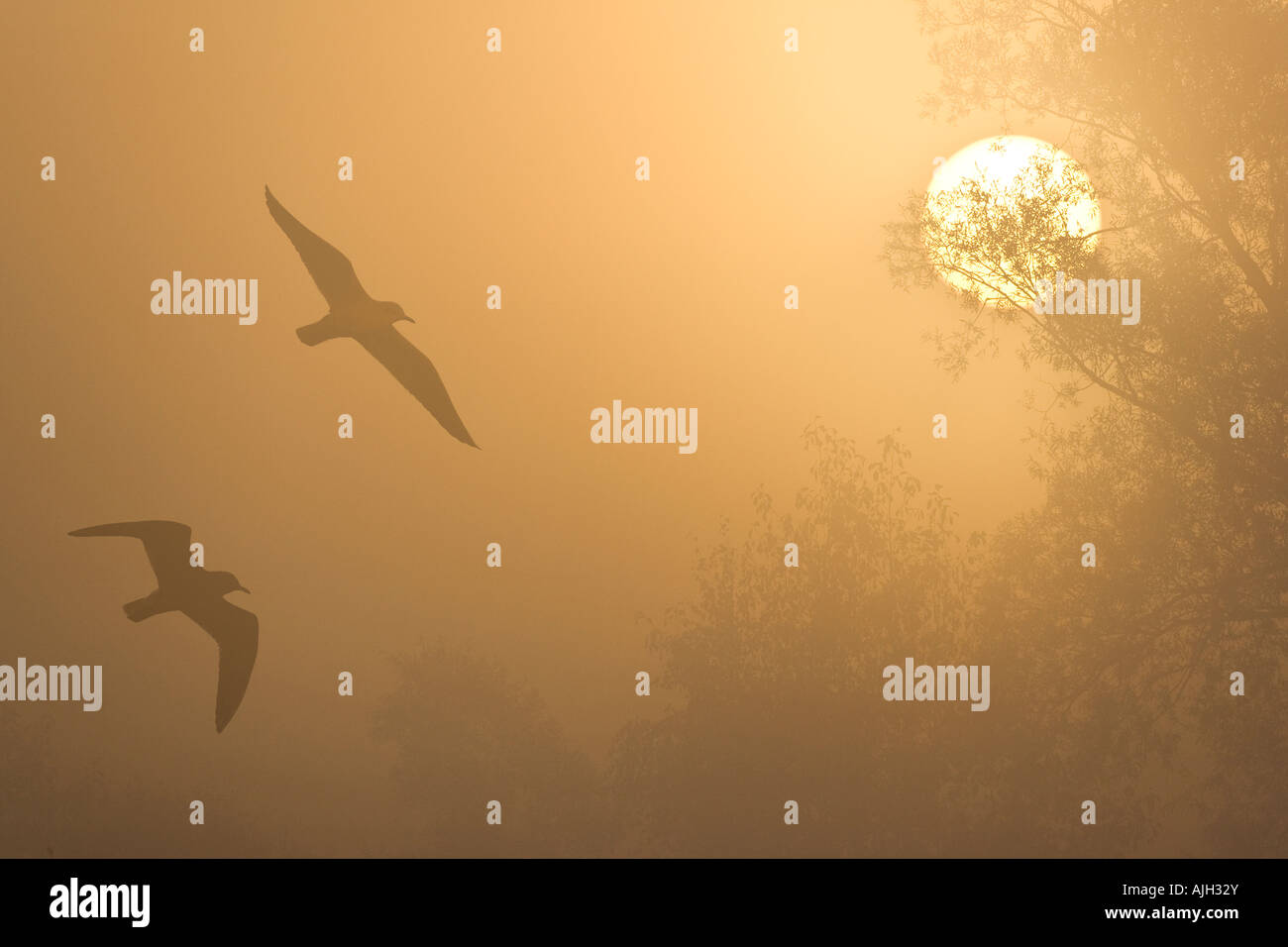 Mouettes rieuses Larus ridibundus Black en vol le matin fogy Cambridgeshire Paxton pits Banque D'Images