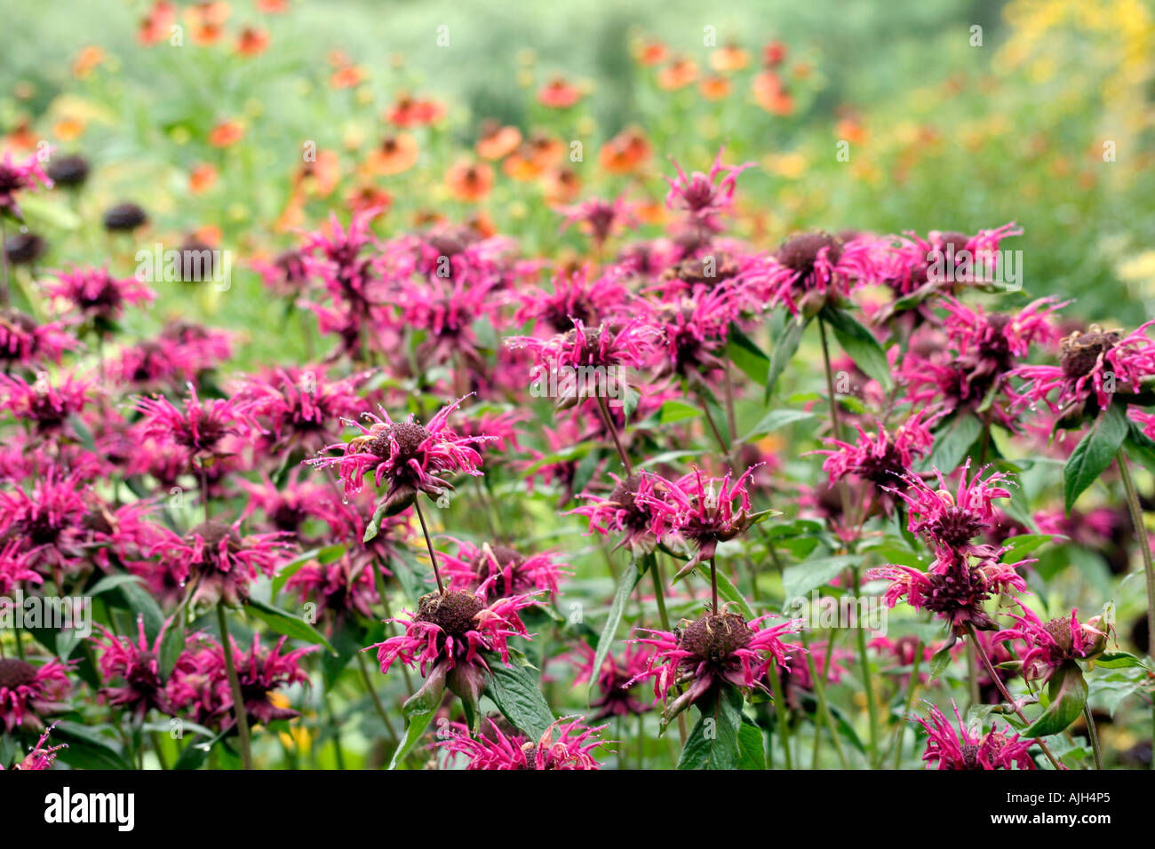 Monarda Gewitterwolke Banque D'Images