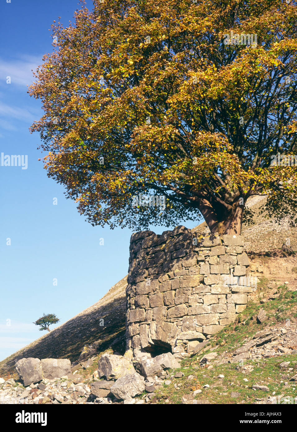 Arbre en automne couleur croissant sur l'Offa's Dyke Long Distance footpath à Creigiau Eglwyseg nr, Llangollen, Powys, Wales, UK Banque D'Images