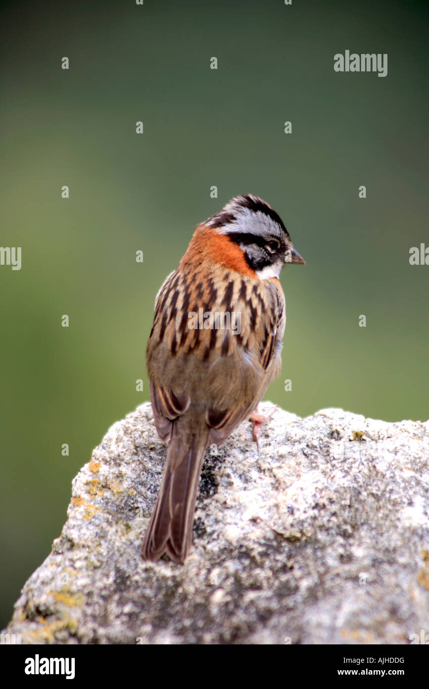 À col roux ( sparrow Zonotrichia capensis ) Plaza Principal site du patrimoine mondial de l'Andes Pérou Machu Picchu Amérique du Sud Banque D'Images