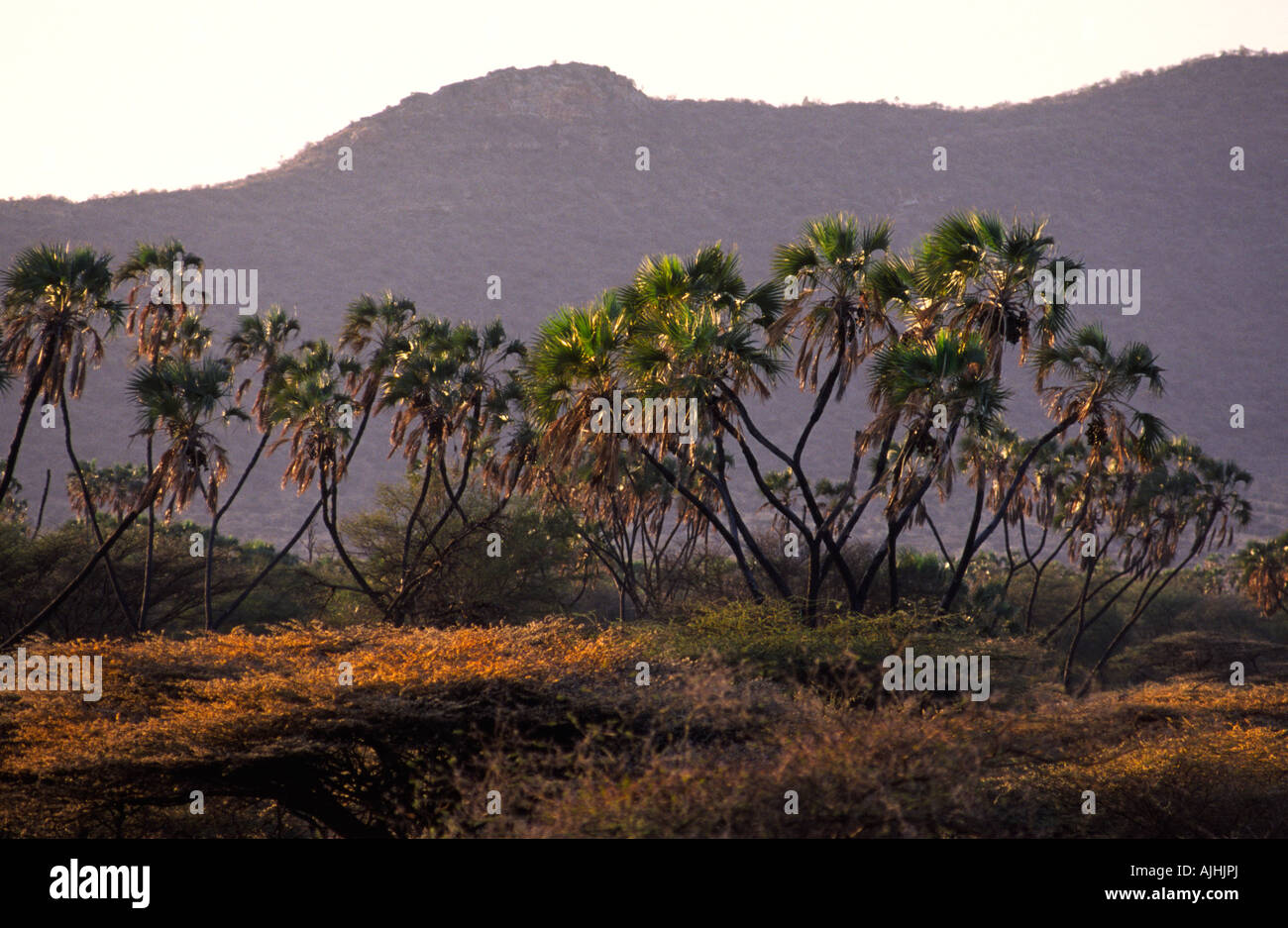 Palmiers Doum. La réserve nationale de Samburu, Kenya. Banque D'Images