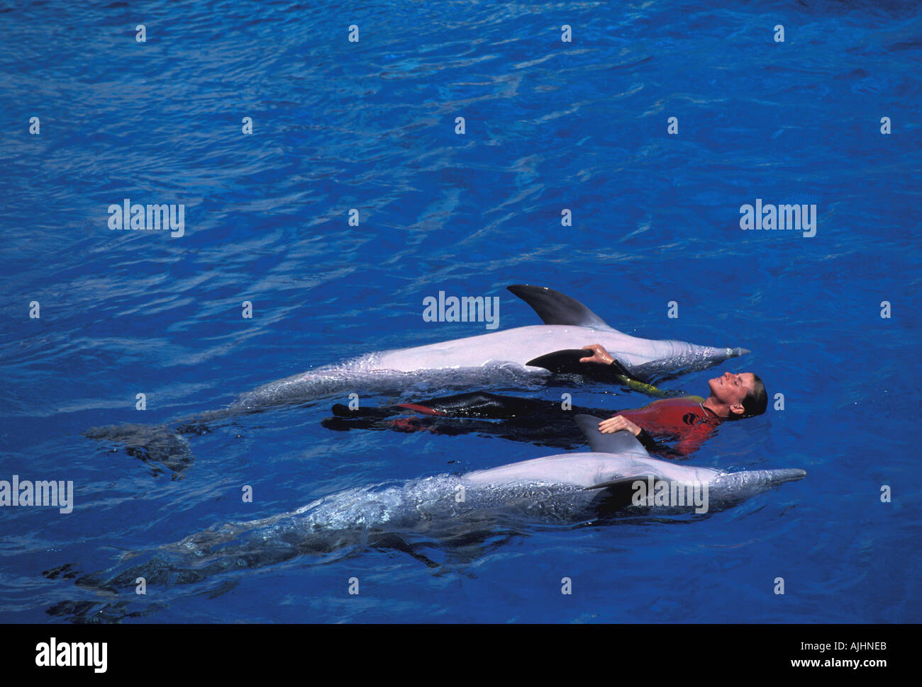 FL Floride Orlando SeaWorld dolphin avec les formateurs Banque D'Images