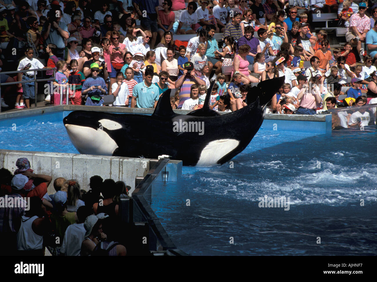 FL Floride Orlando SeaWorld Shamu Banque D'Images