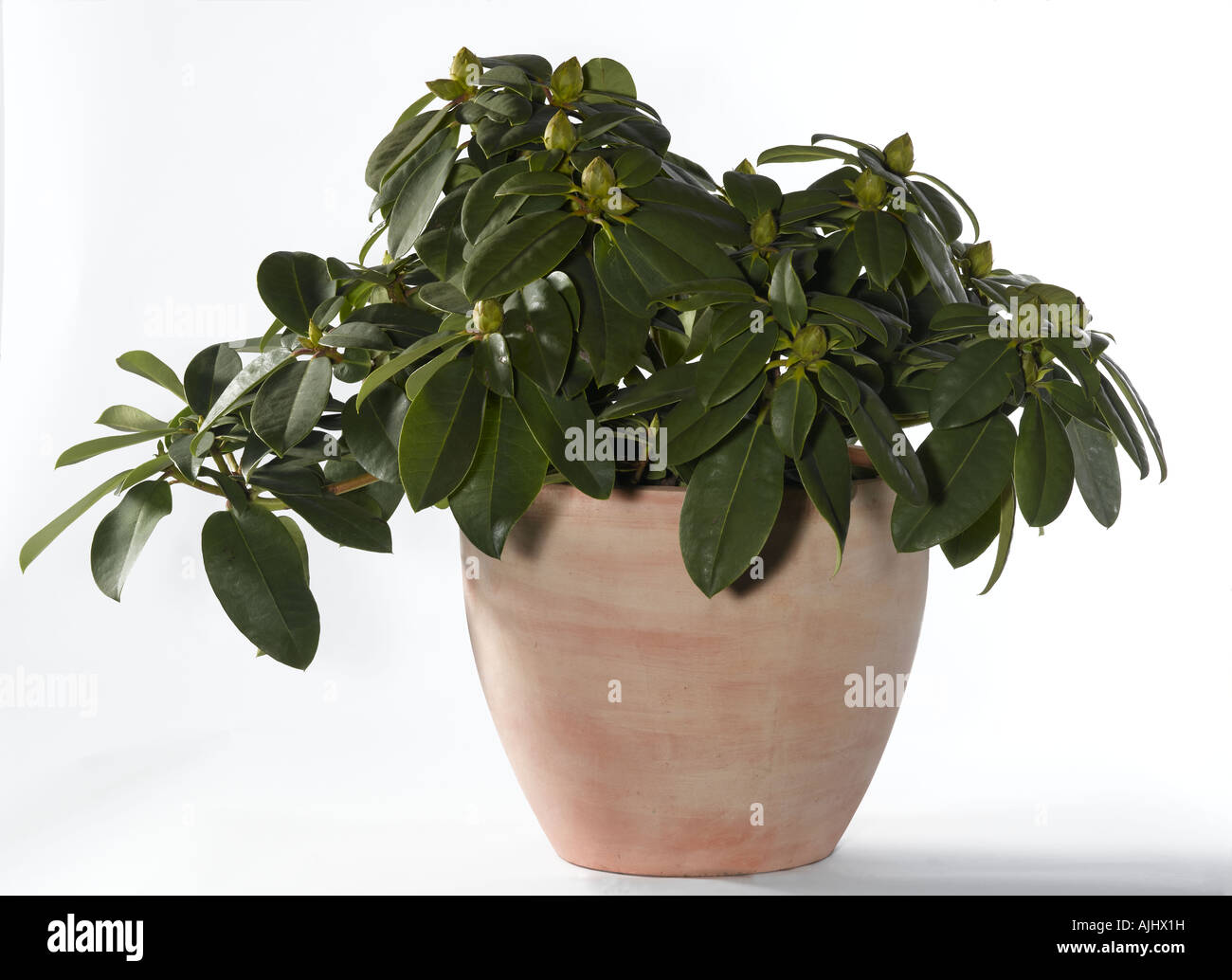 Rhododendron sp Banque D'Images