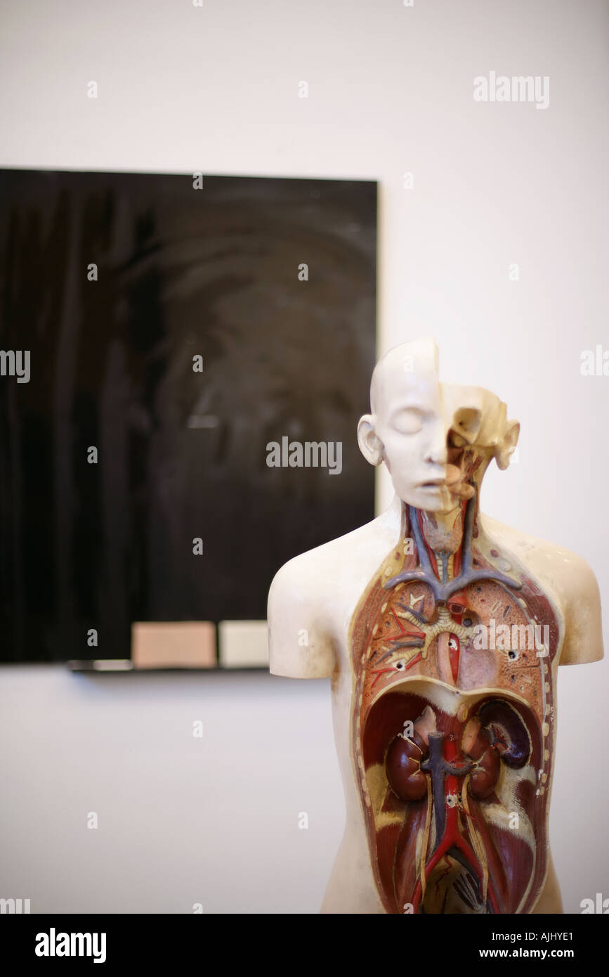 Modèle anatomique en classe Banque D'Images