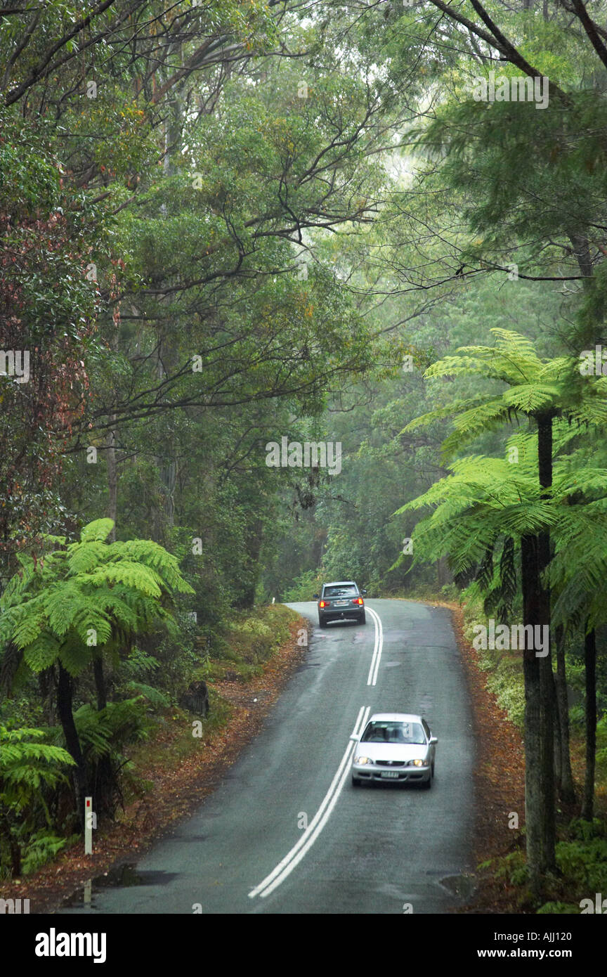 Route de Parc National de Springbrook Arrière-pays de la Gold Coast Queensland Australie Banque D'Images