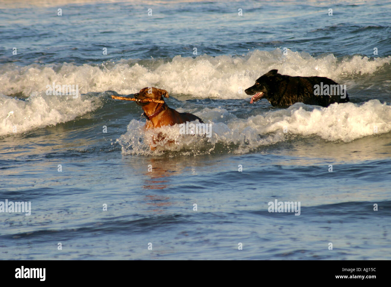 Les chiens le surf et jouer au beach surf ile sud Nouvelle Zelande Christchurch Banque D'Images
