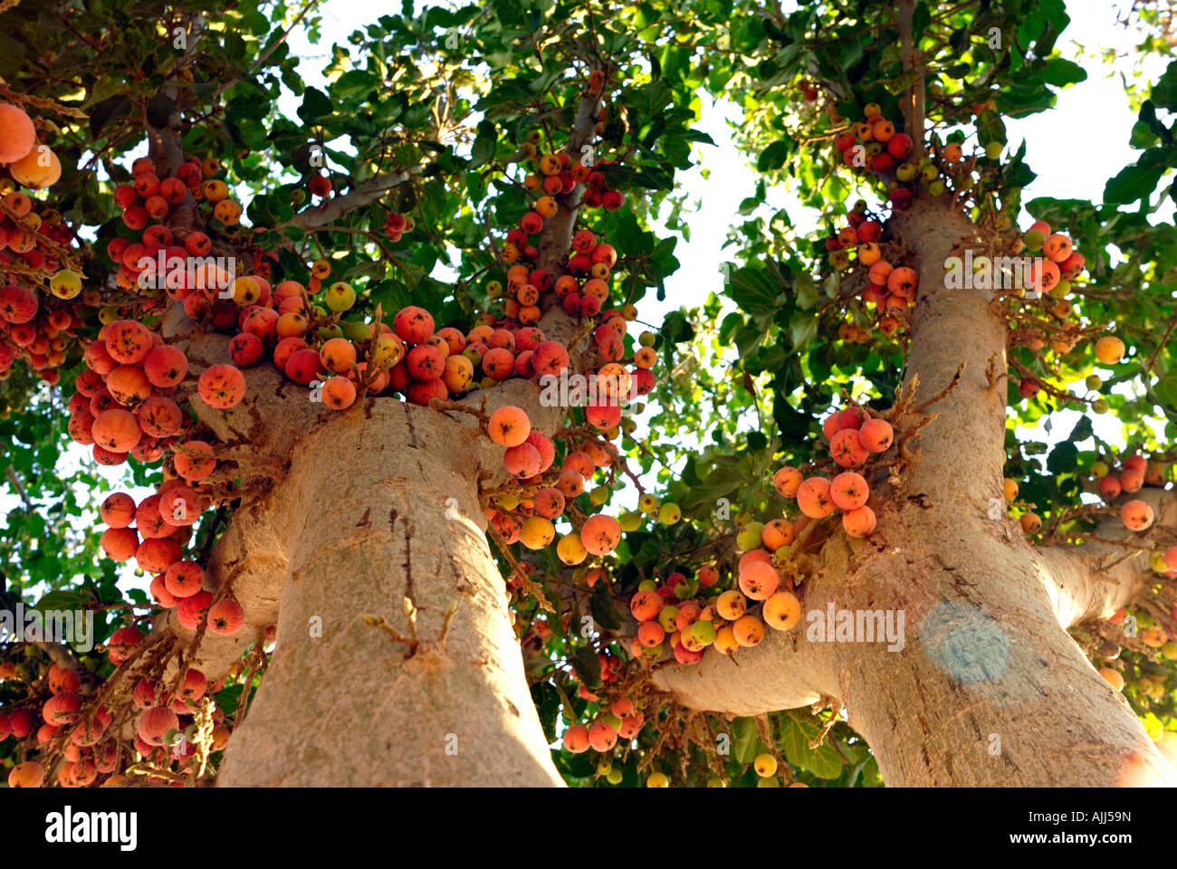 Israël Le ripe fruit uneatable d'un ficus sycomorus sycamore fig fig ou mulberry originaire du Moyen-Orient Banque D'Images