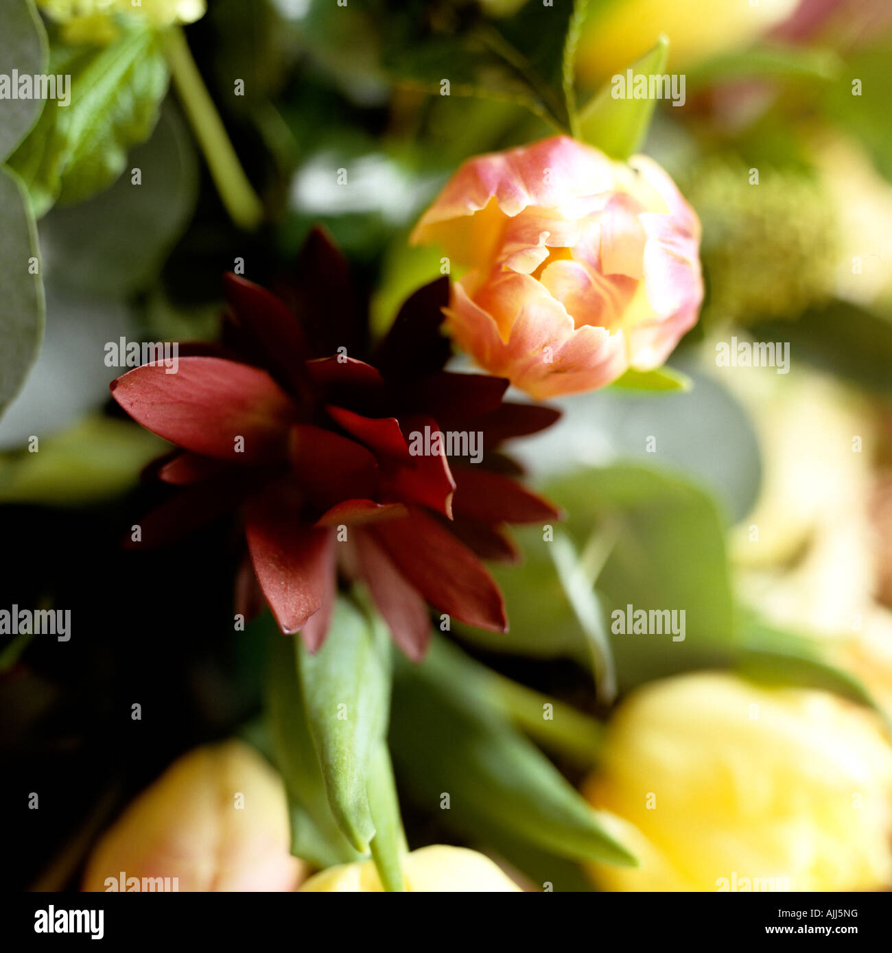 Close up of tulip head Banque D'Images