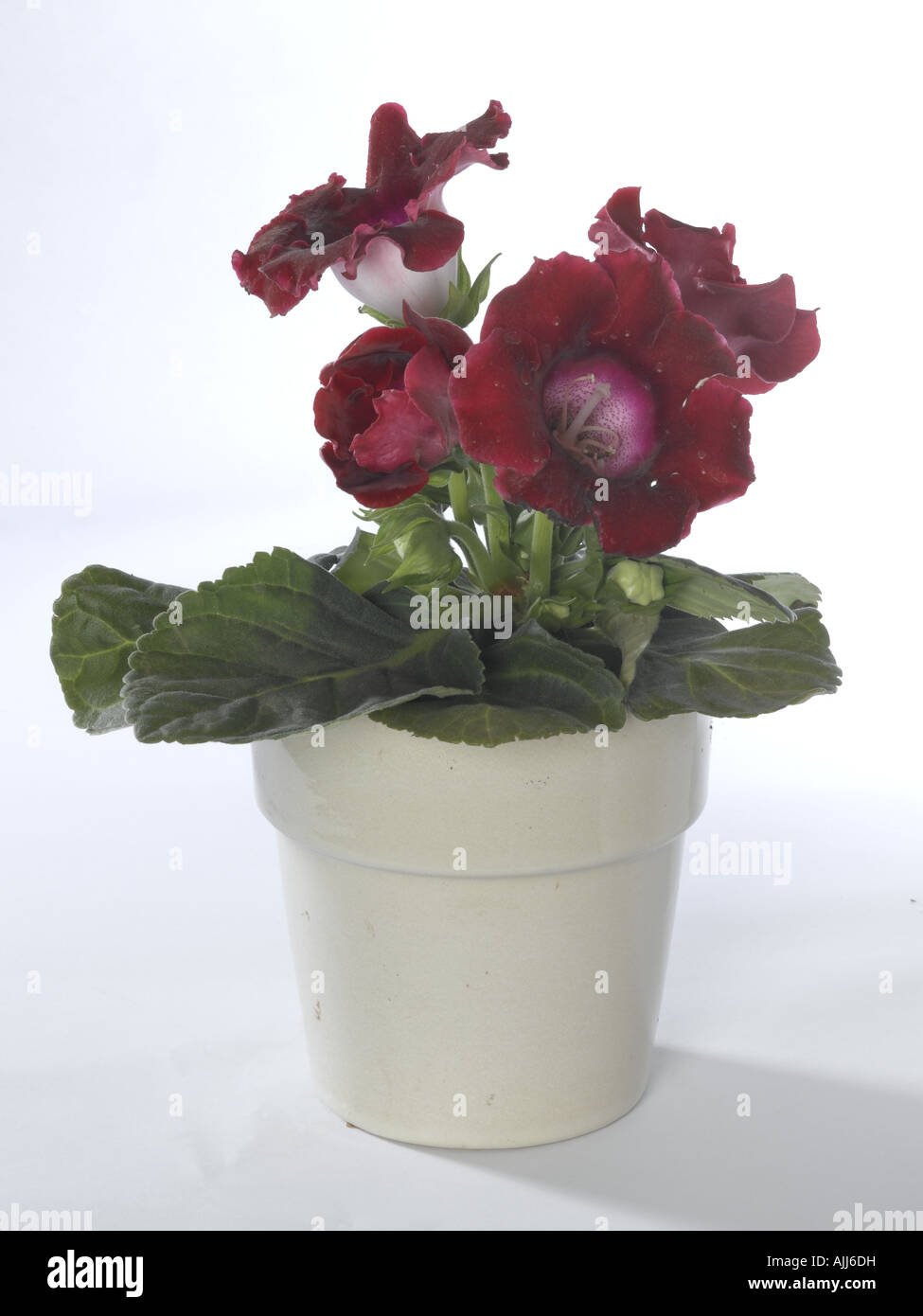 Gloxinia Sinningia speciosa Banque D'Images