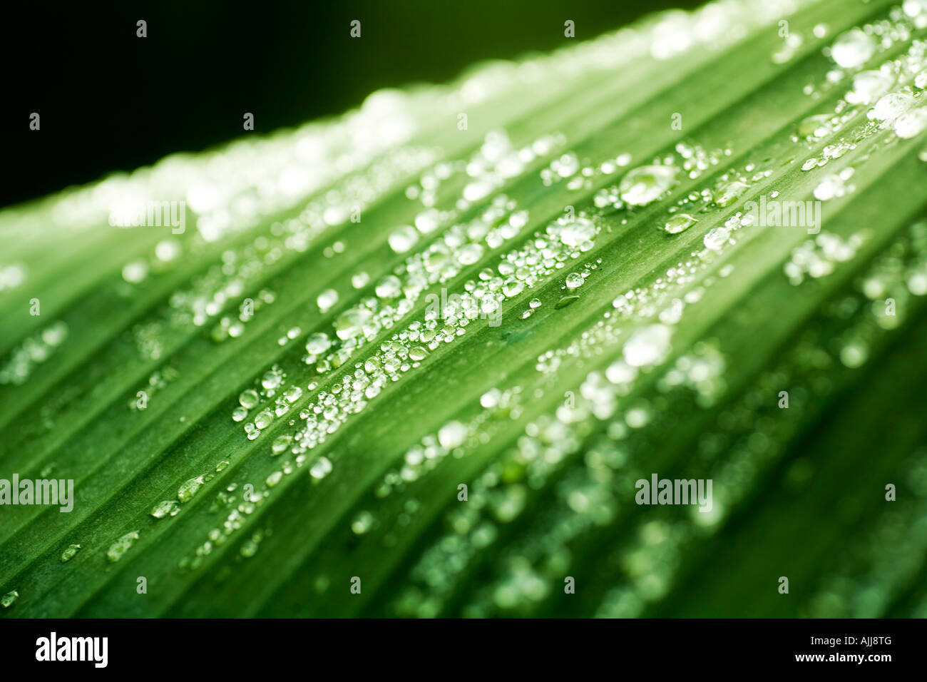 Gouttes d'eau sur une feuille Banque D'Images